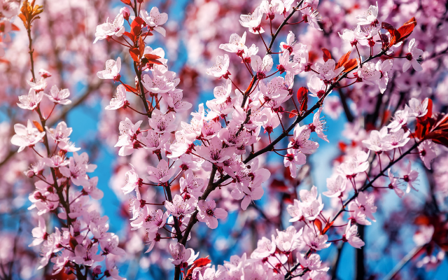 十大百年賞梅 台版迪士尼城堡  雲嘉二日